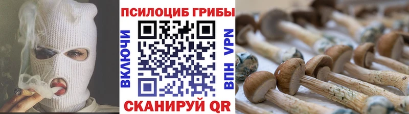 Купить где Сосновый Бор Галлюциногенные грибы GOLDEN TEACHER